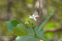 Morinda pubescens